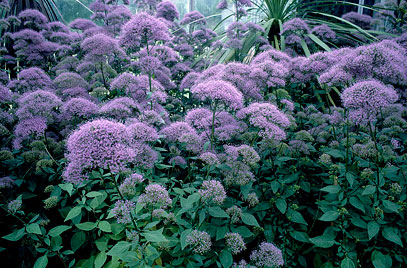 TRACHELIUM<br /><span>Throatwort</span>