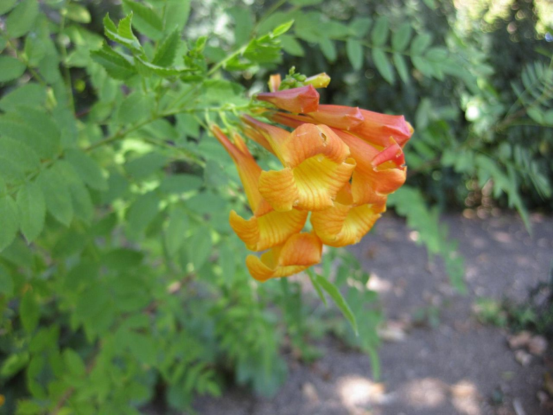 TECOMA<br /><span>Floare Trompetă</span>