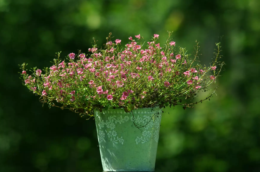 DIASCIA