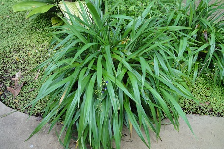 DIANELLA<br /><span>Umbrella-Dracaena</span>