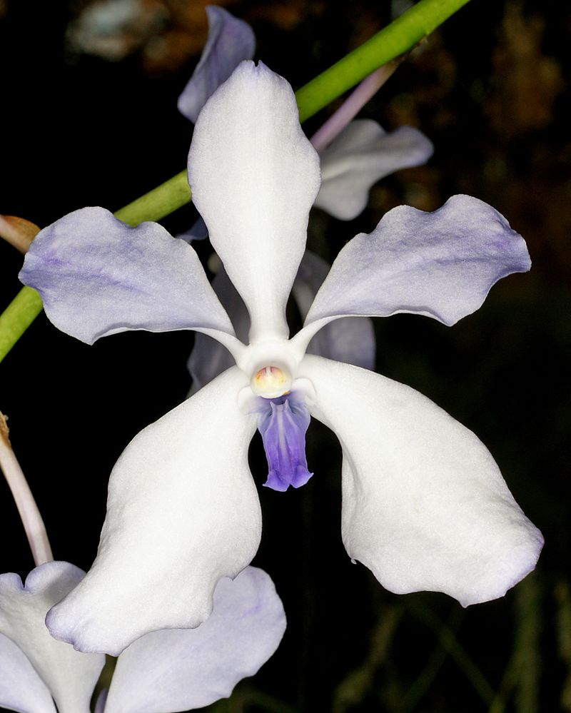 VANDA