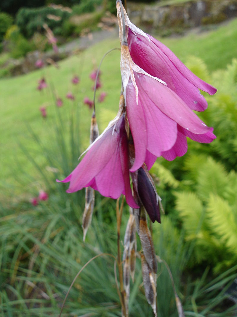 DIERAMA<br /><span>Wandflower</span>