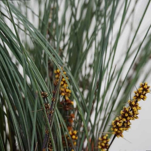LOMANDRA<br /><span>Wattle Mat-Rush</span>