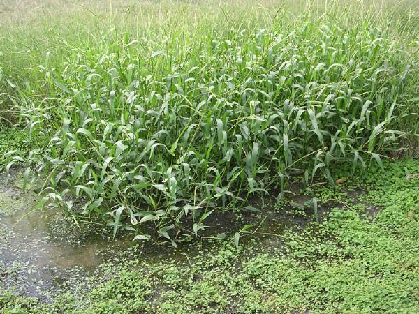 HYMENACHNE<br /><span>West Indian Marsh Grass</span>