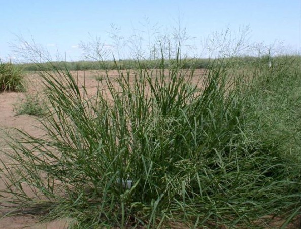 PANICUM<br /><span>White Buffalo Grass</span>