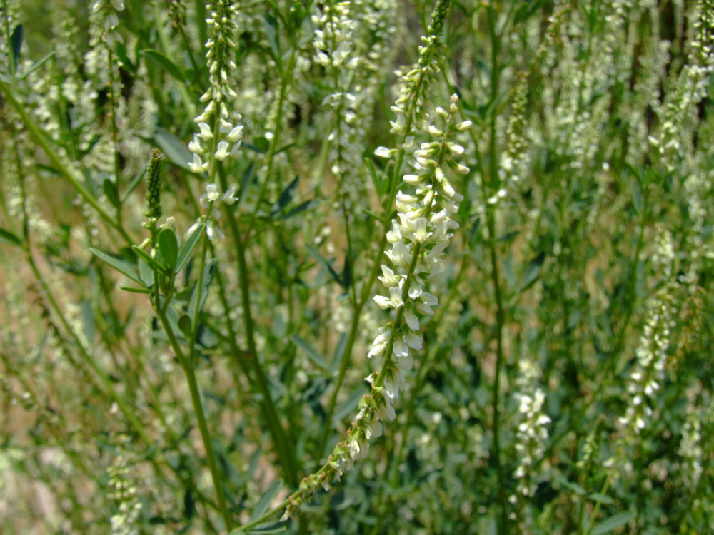 MELILOTUS<br /><span>White Sweet Clover</span>