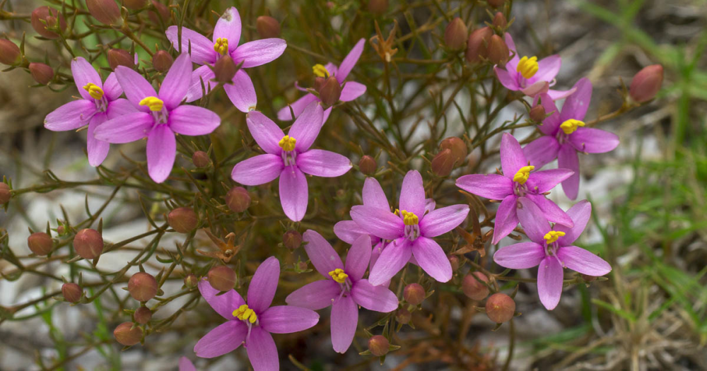 CHIRONIA<br /><span>Wild Gentian</span>