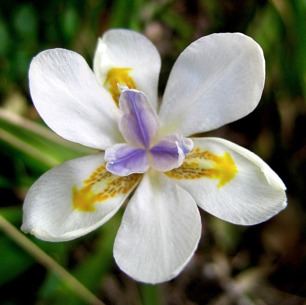 DIETES<br /><span>Wild Iris</span>