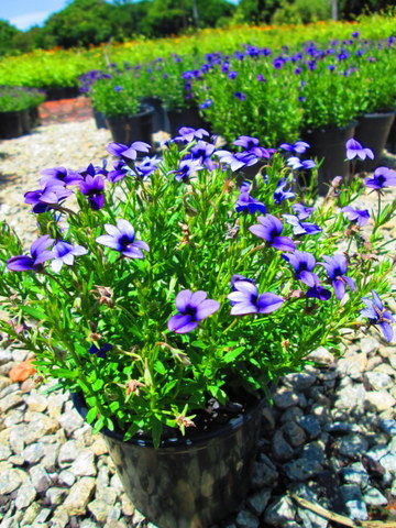 MONOPSIS