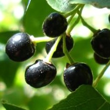 ARISTOTELIA<br /><span>Maqui</span>