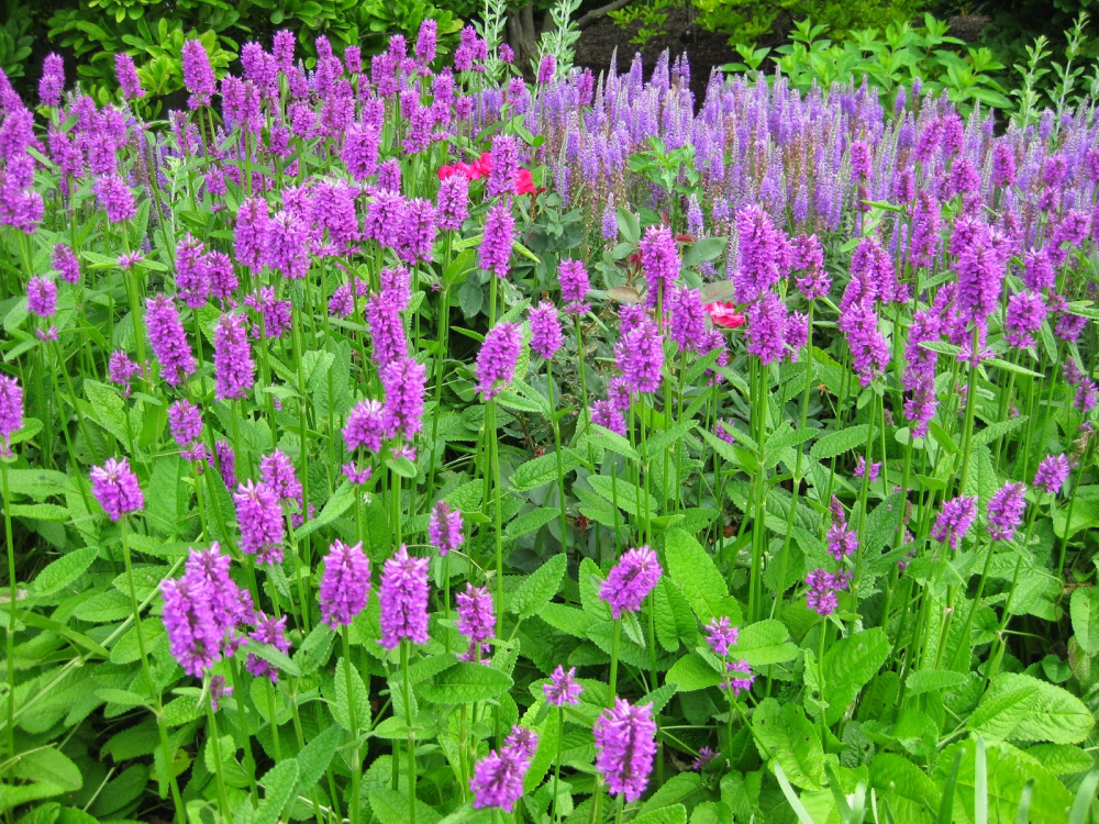 BETONICA<br /><span>Woundwort</span>