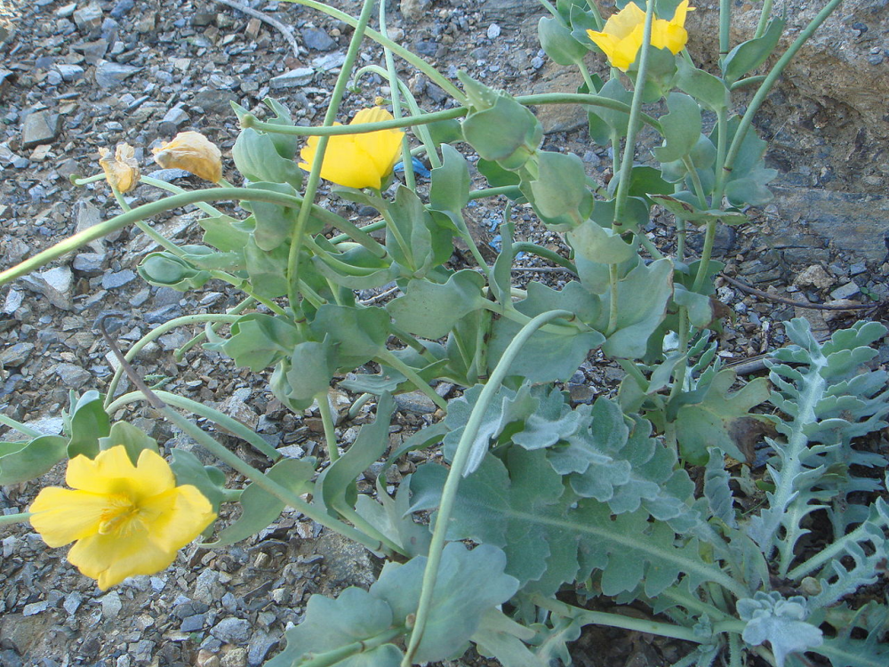 GLAUCIUM<br /><span>Mac Galben</span>