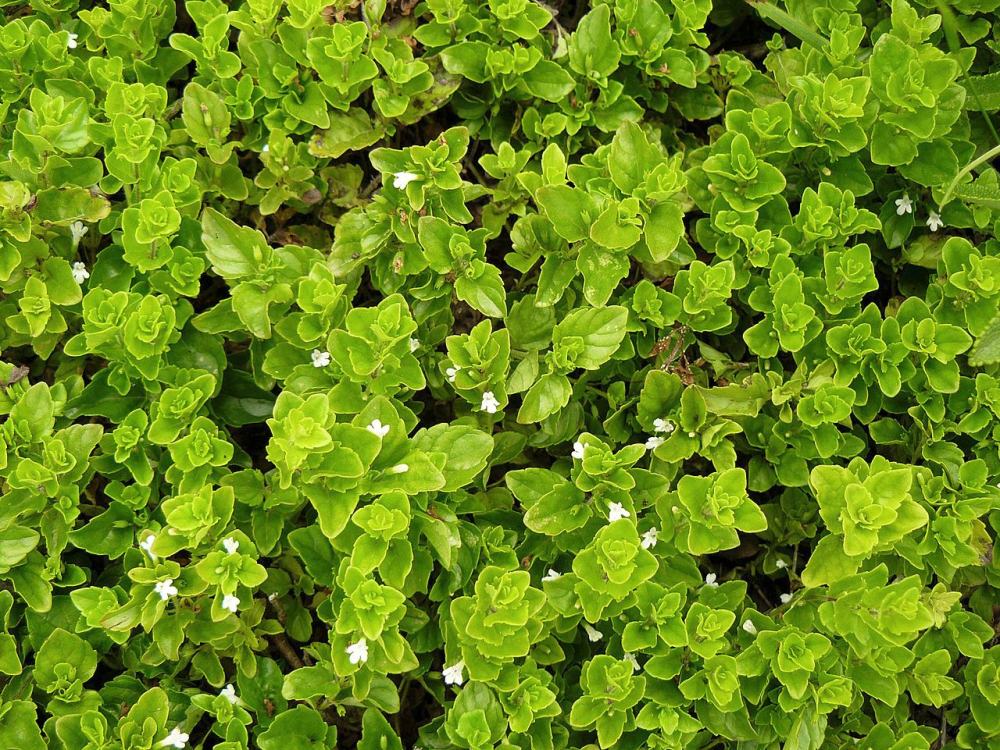CLINOPODIUM<br /><span>Yerba Buena</span>