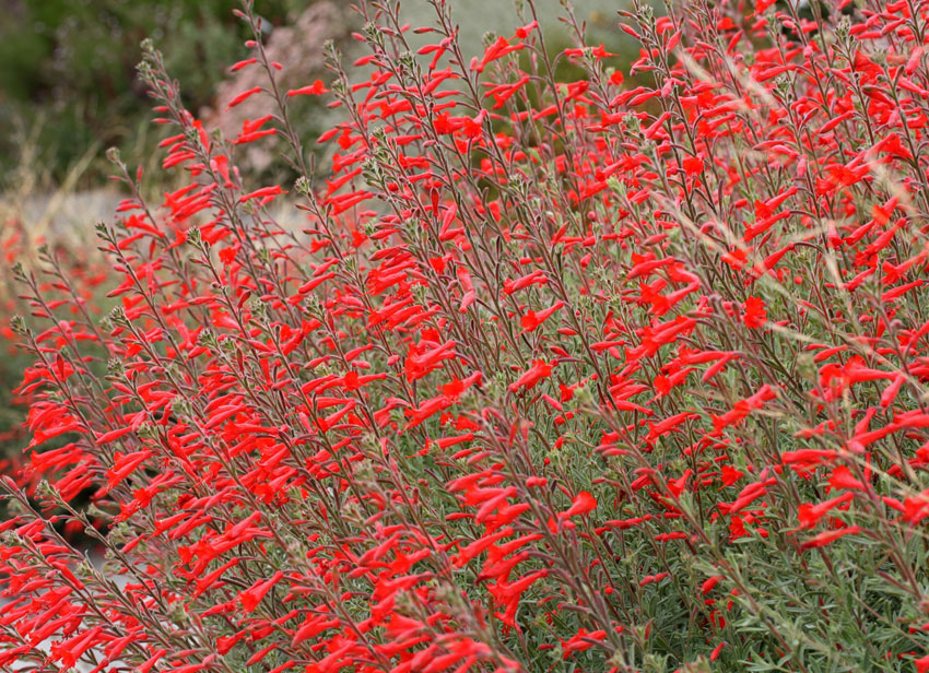 EPILOBIUM<br /><span>California Fuchsia</span>