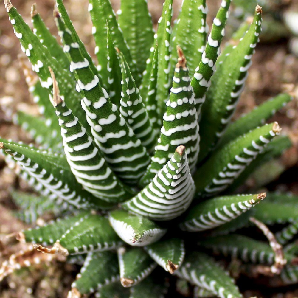 HAWORTHIA