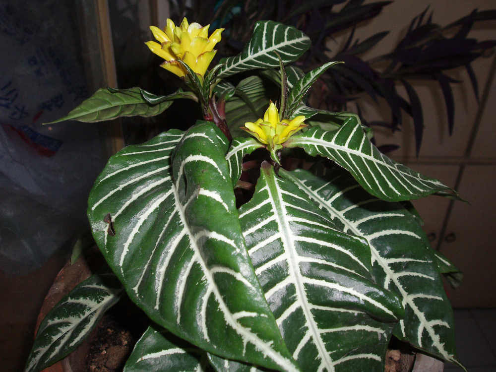 APHELANDRA<br /><span>Zebraplant</span>