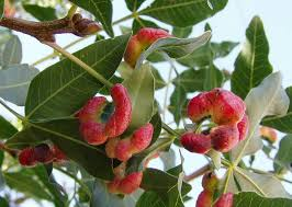 PISTACIA
