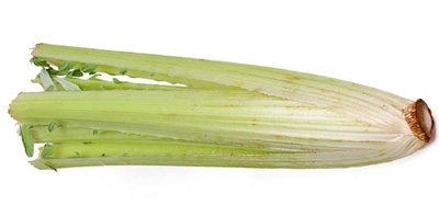 CYNARA<br /><span>Cardoon</span>
