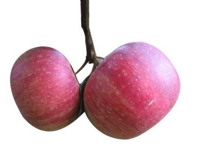 Annurca Apples