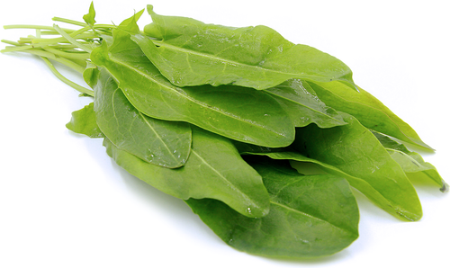 Sorrel