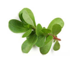 GOLDEN PURSLANE