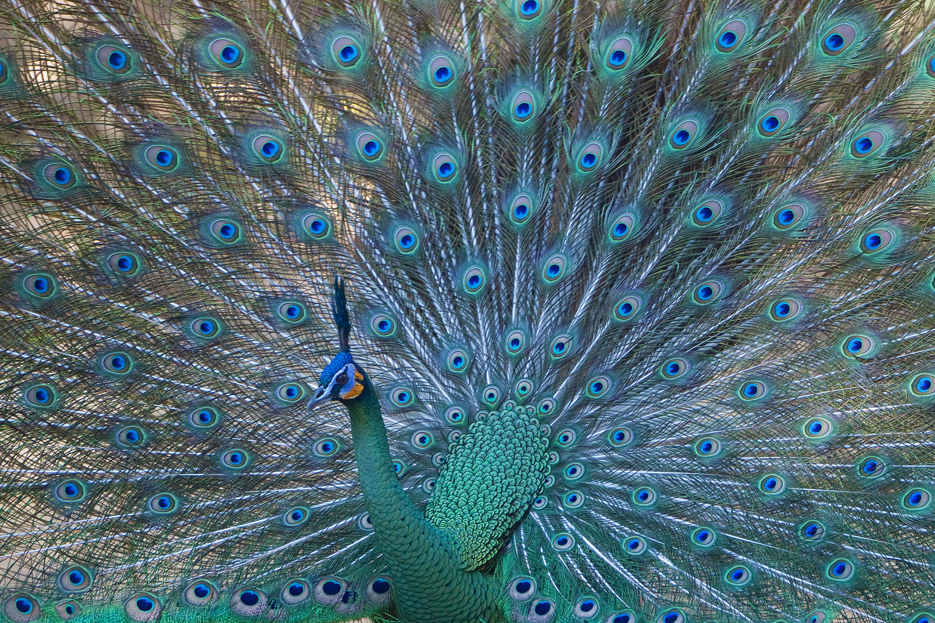 Păun verde