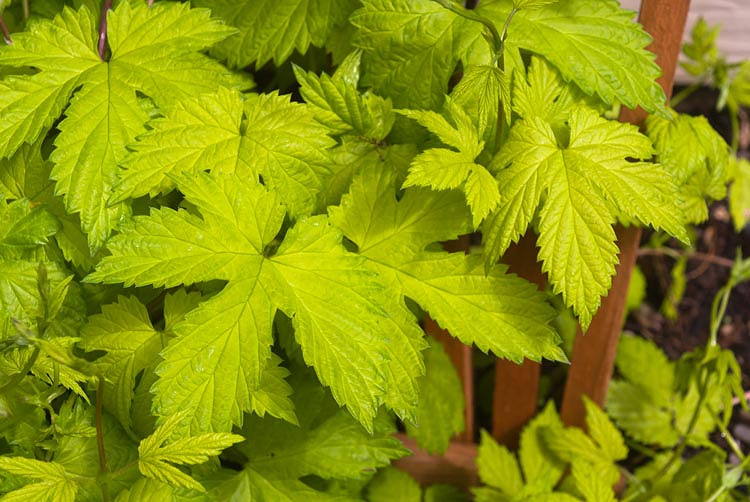 HUMULUS<br /><span>Hamei Decorativ</span>