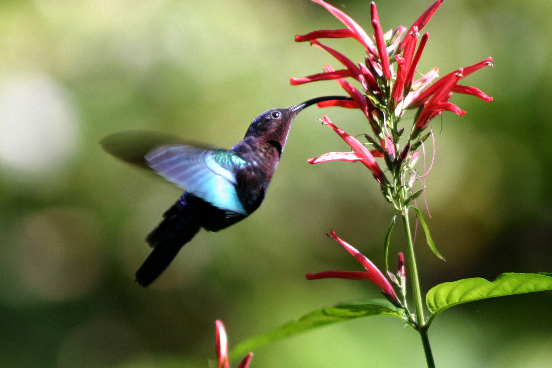 Colibri