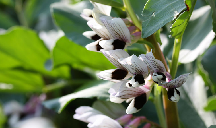 VICIA<br /><span>Bob</span>