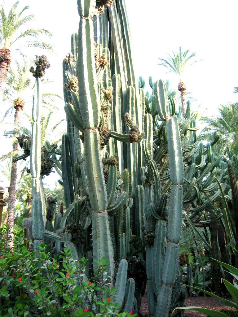 CEREUS