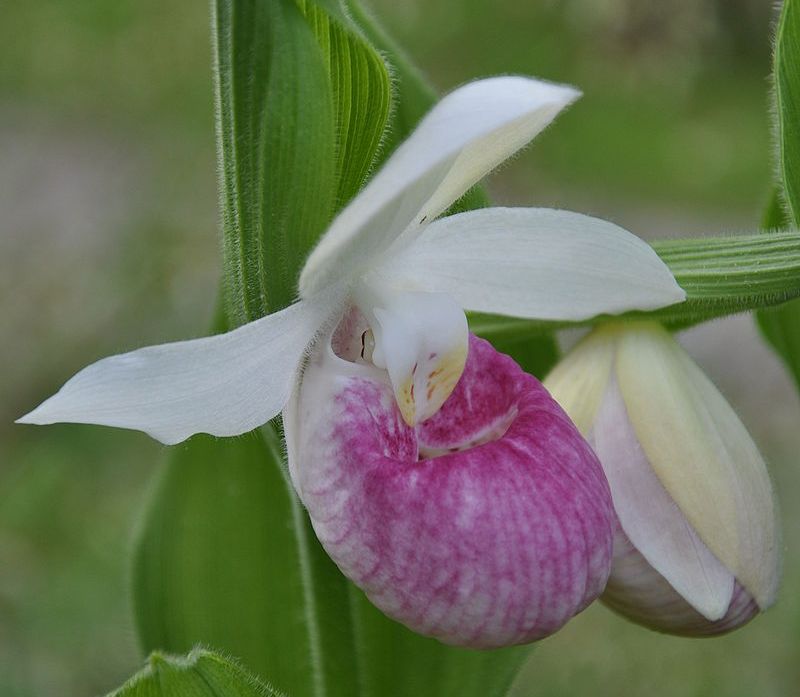 CYPRIPEDIUM