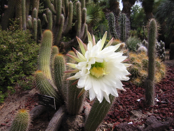 ECHINOPSIS