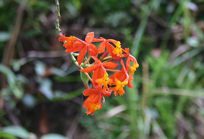 EPIDENDRUM