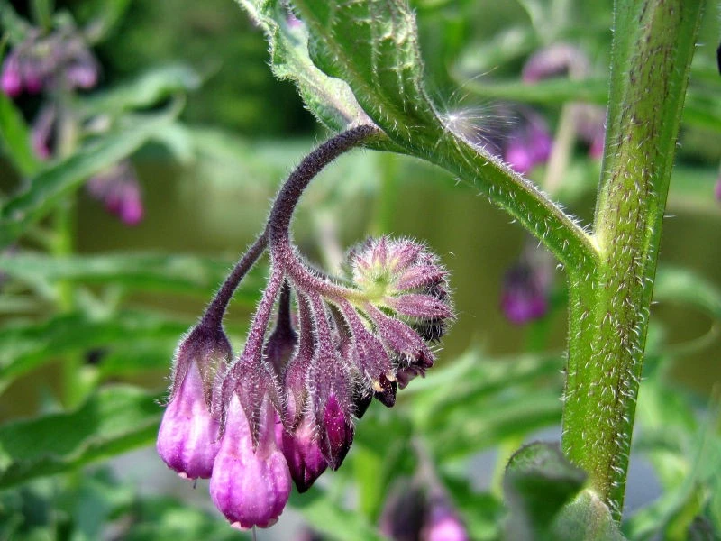 LITHOSPERMUM<br /><span>Mărgelușe Purpurii</span>