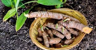 Curcuma/ Turmeric