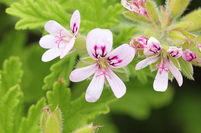 PELARGONIUM<br /><span>Muşcate Cu Frunze Mirositoare</span>