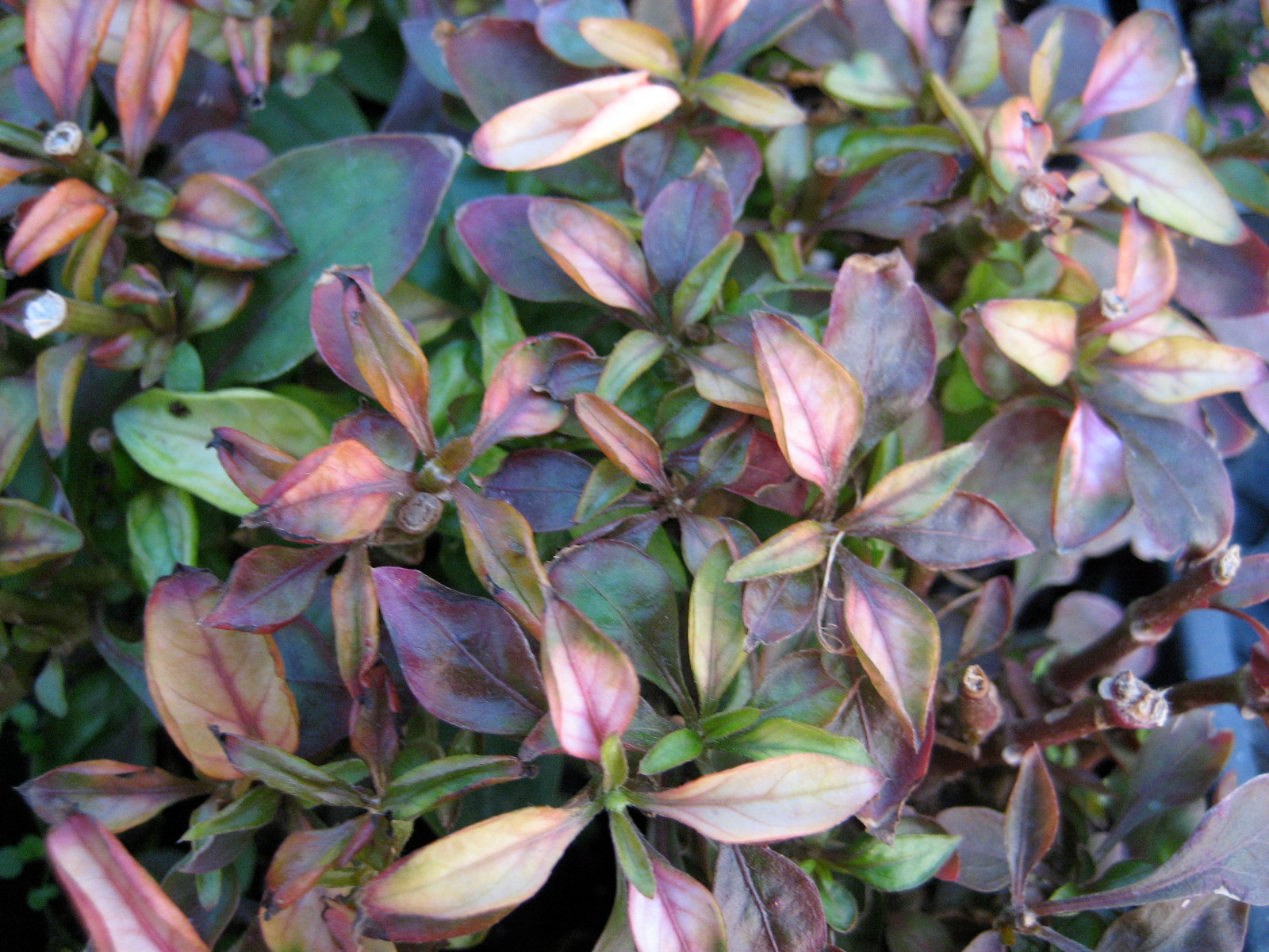 ALTERNANTHERA