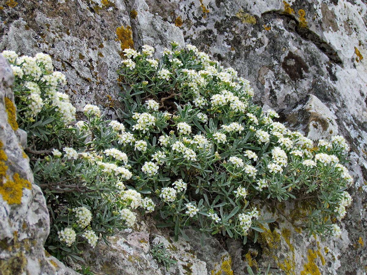 HORMATHOPHYLLA