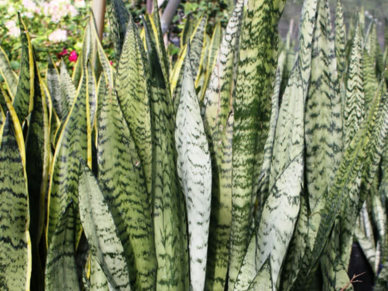 SANSEVIERIA<br /><span>Limba Soacrei</span>