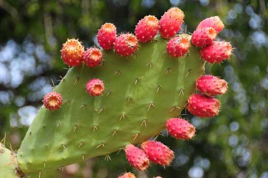 OPUNTIA
