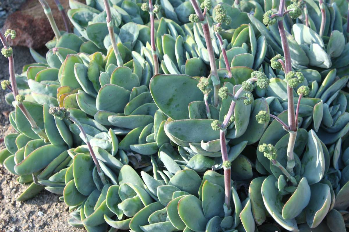 CRASSULA<br /><span>Crasula</span>