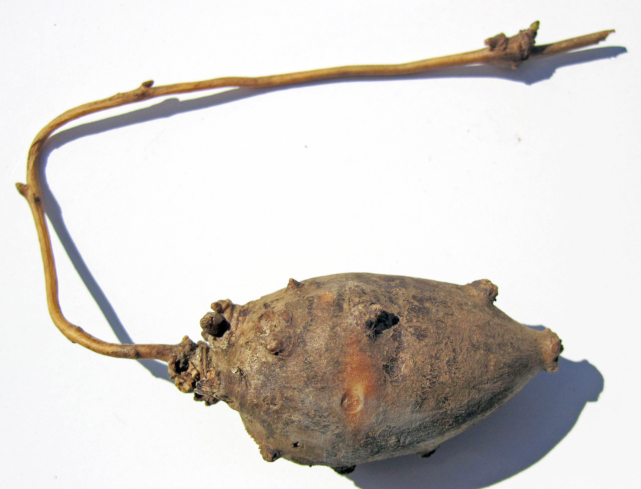 APIOS<br /><span>Potato-Bean</span>