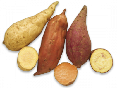 IPOMOEA<br /><span>Sweet Potatoe</span>