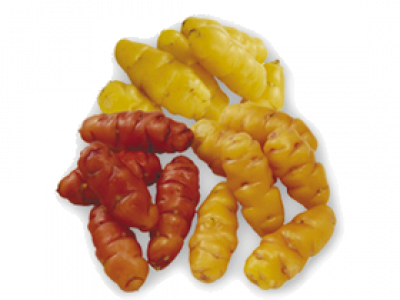 DIOSCOREA<br /><span>Yam</span>
