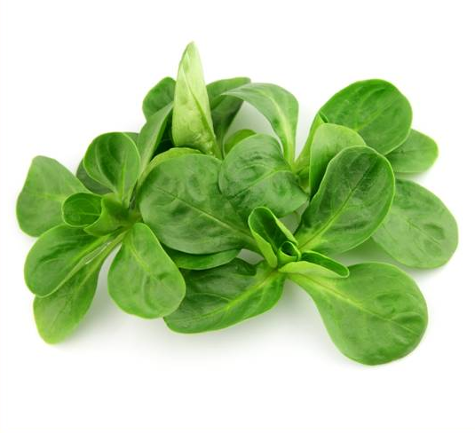 VALERIANELLA<br /><span>Salata Mielului</span>