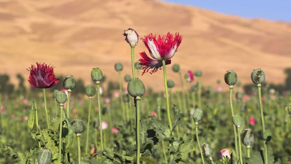 PAPAVER<br /><span>Mac</span>