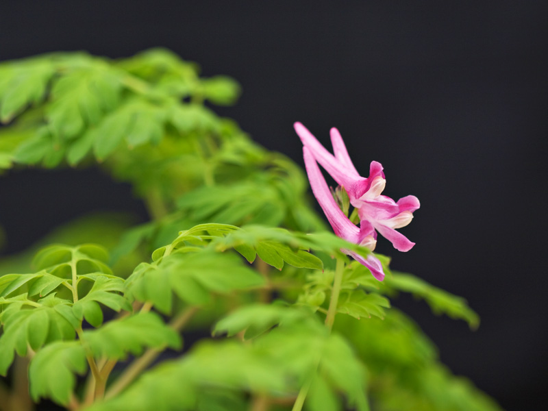 CORYDALIS