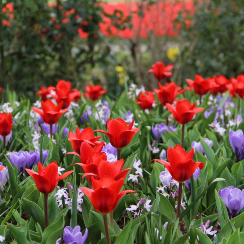 FLOWERBULBS MIX