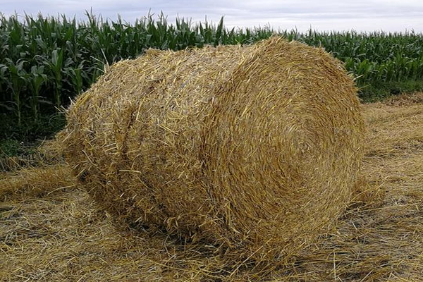 Paie de orz, baloți rotunzi
