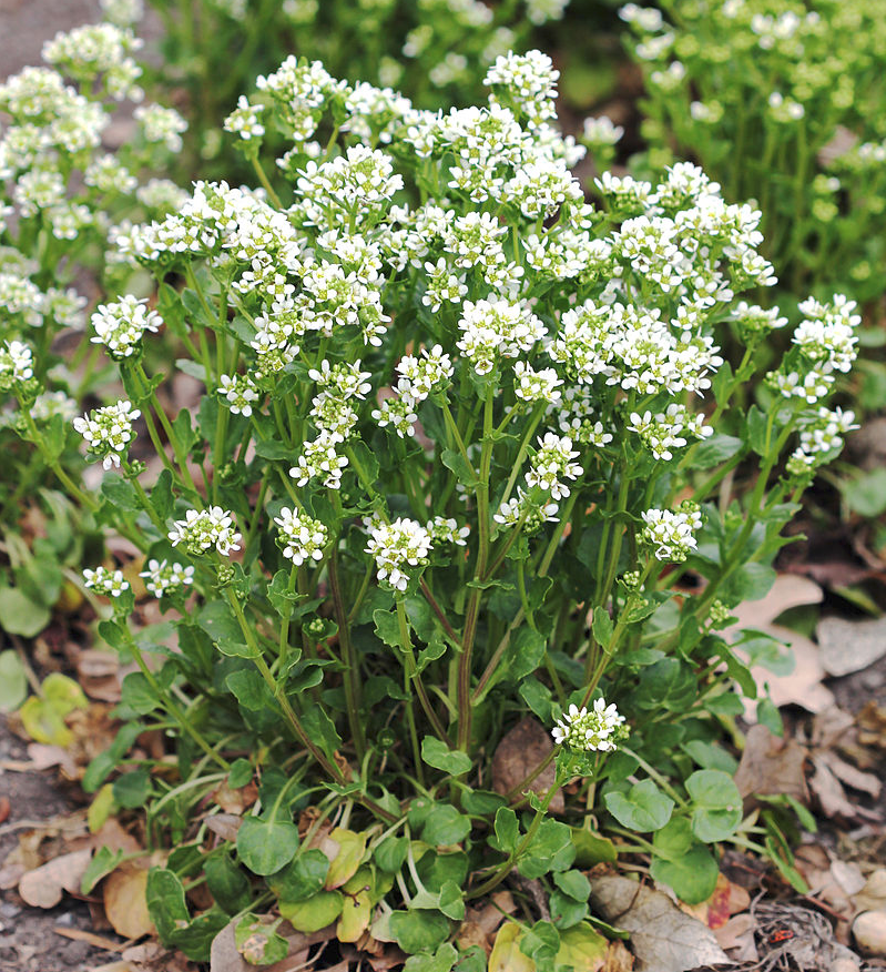 COCHLEARIA<br /><span>Ligurea</span>